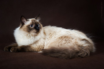 Neva masquerade kitten on brown background