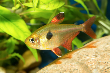 Tetra fish