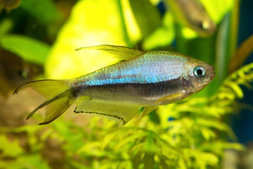 Tetra fish