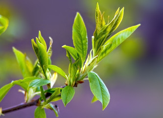 Green leaves in the spring