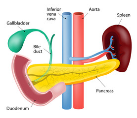 Spleen and pancreas - obrazy, fototapety, plakaty