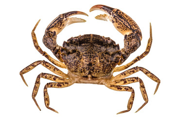 Crab, isolated on white background
