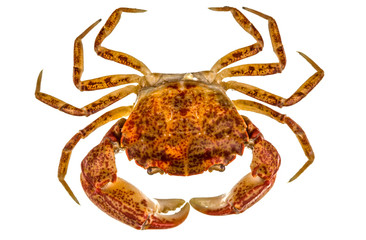 Cooked crab, isolated on white background