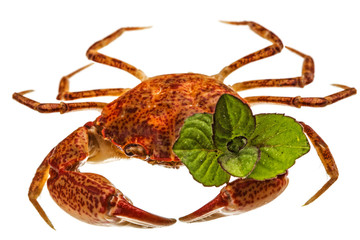 Cooked crab, isolated on white background