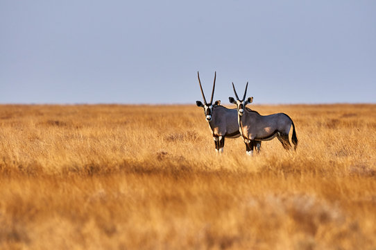 Two oryx in the savannah