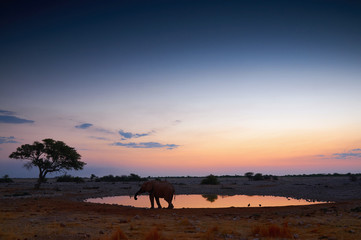 The waterhole of Okaukuejo at sunset