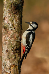 Great spotted woodpecker