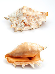 Seashell