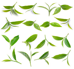 tea leaf isolated on white background