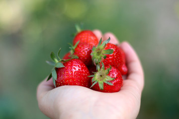 Hand holding pile of fresh strawberries. Selective focus.