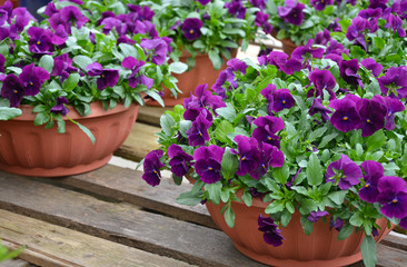 Fototapeta na wymiar Pots of purple pansies