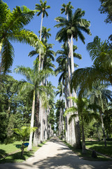 Fototapeta na wymiar Avenue of Royal Palms Botanic Garden Rio