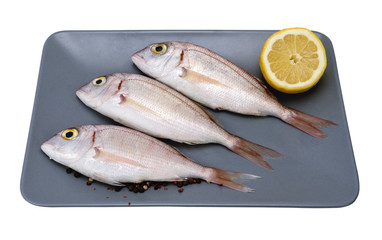 sea snapper horizontal