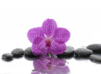 beautiful pink orchid with stones reflection