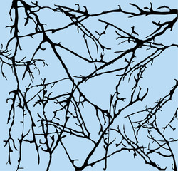 Tree Branches