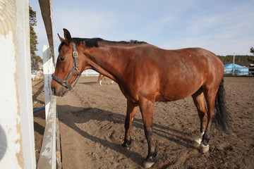 horse resting at the arena