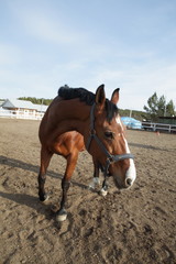 horse resting at the arena