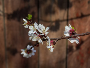 Cherry blossoms on a wooden background