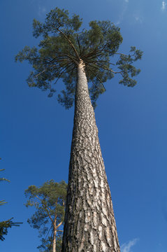 tree © TSpider