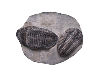 Fossil on white background with clipping mark
