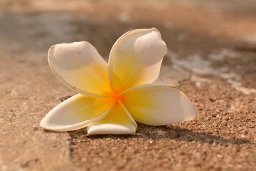 Plumeria flower on floor