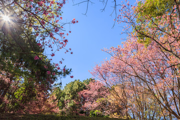 Wild Himalayan Cherry tree spring blossom