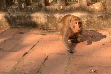 Monkey eating on floor