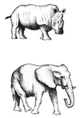 Elephant and Hippo drawing - obrazy, fototapety, plakaty