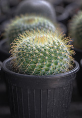 Small cactus in a pot