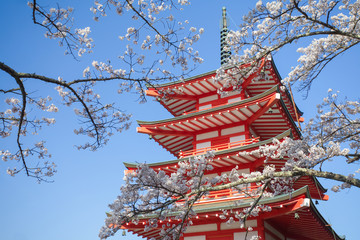 Japan red pagoda with sakura cherry blossom in spring season