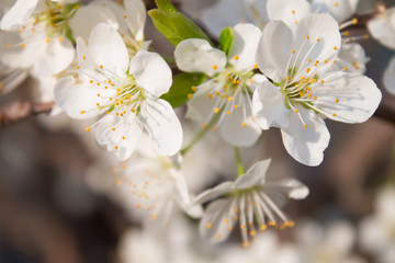 Pear blossoms in the spring