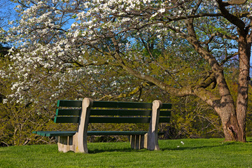 A bench and blossoming dogwood tree on sunny afternoon