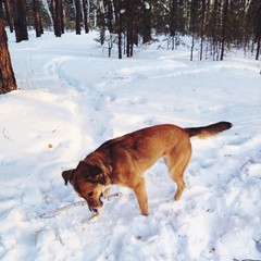 Dog playing in winter forest