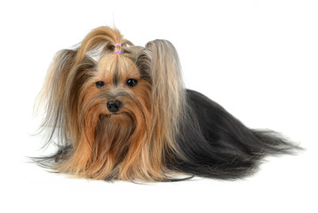 yorkshire terrier isolated on white