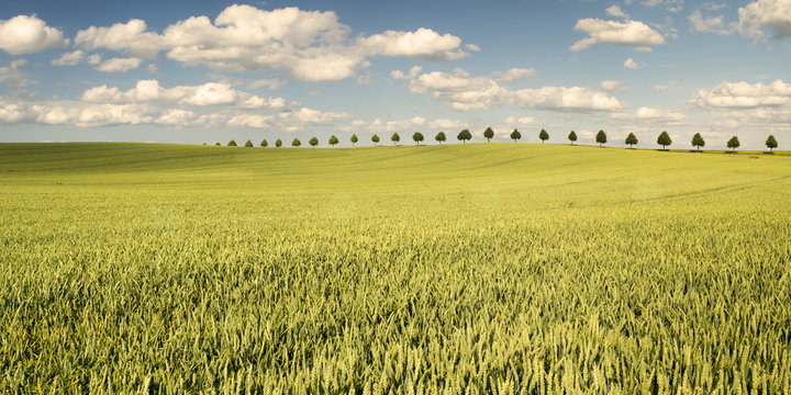 Młode ,dojrzewające zboże na polu