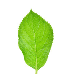 Green leaf isolated on a white background