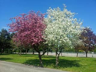 Frühling im Donaupark