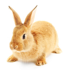 Cute brown rabbit isolated on white