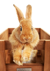 Cute brown rabbit in wooden crate isolated on white