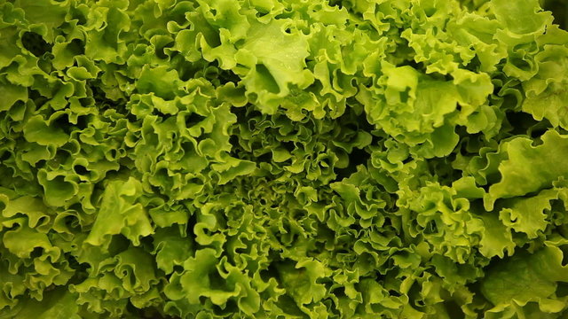 green lettuce, salad