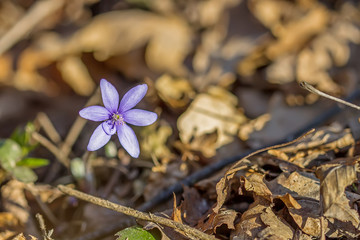 violets in spring
