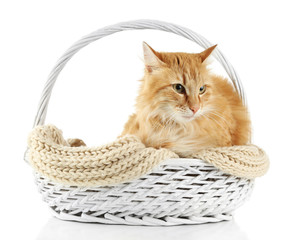 Fototapeta na wymiar Red cat in wicker basket, isolated on white background