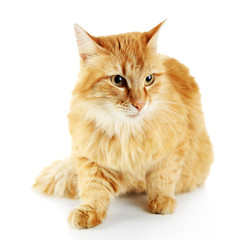 Red cat isolated on white background