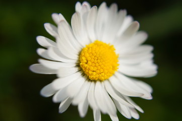 Obraz premium Gänseblümchen