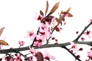 Flowering branch isolated on white