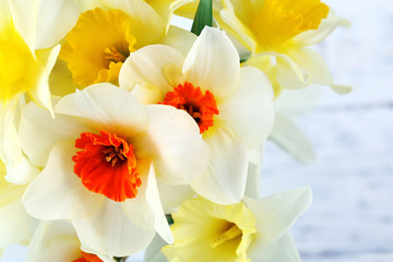 Fototapeta na wymiar Fresh narcissus flowers, closeup