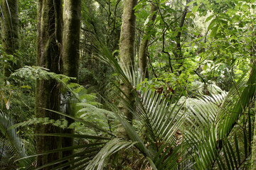 Fototapeta premium Dżungla