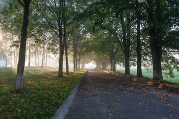 Misty alley in the park