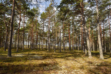 Sunny forest in spring