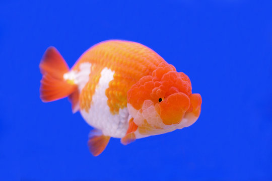 ranchu or lion head goldfish